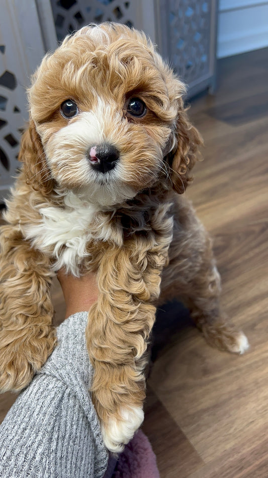 River(Cavapoo)
