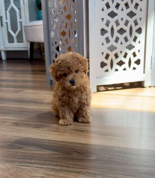 Preston (Toy Maltipoo)