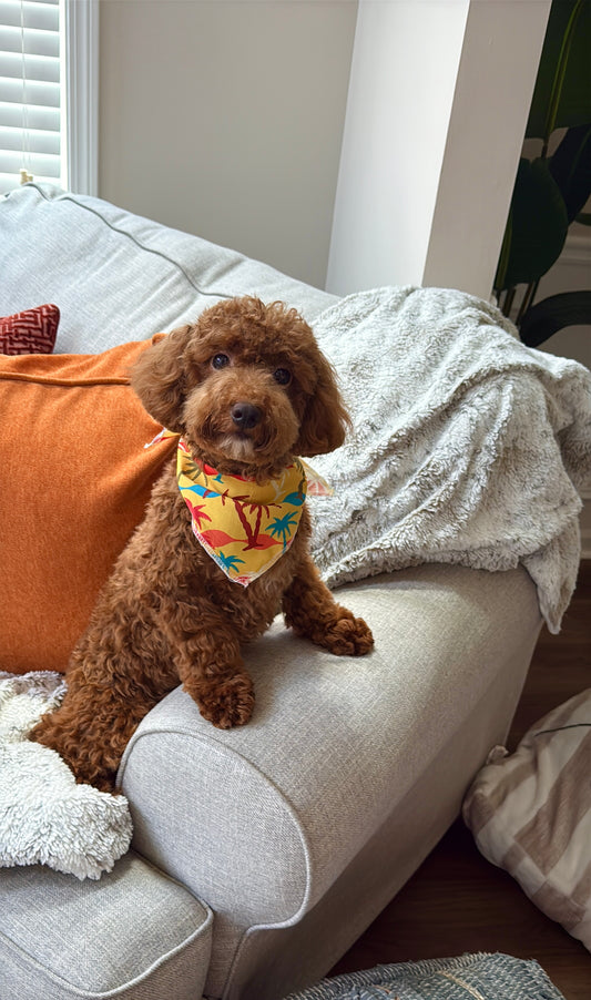 Howie (Havapoo)