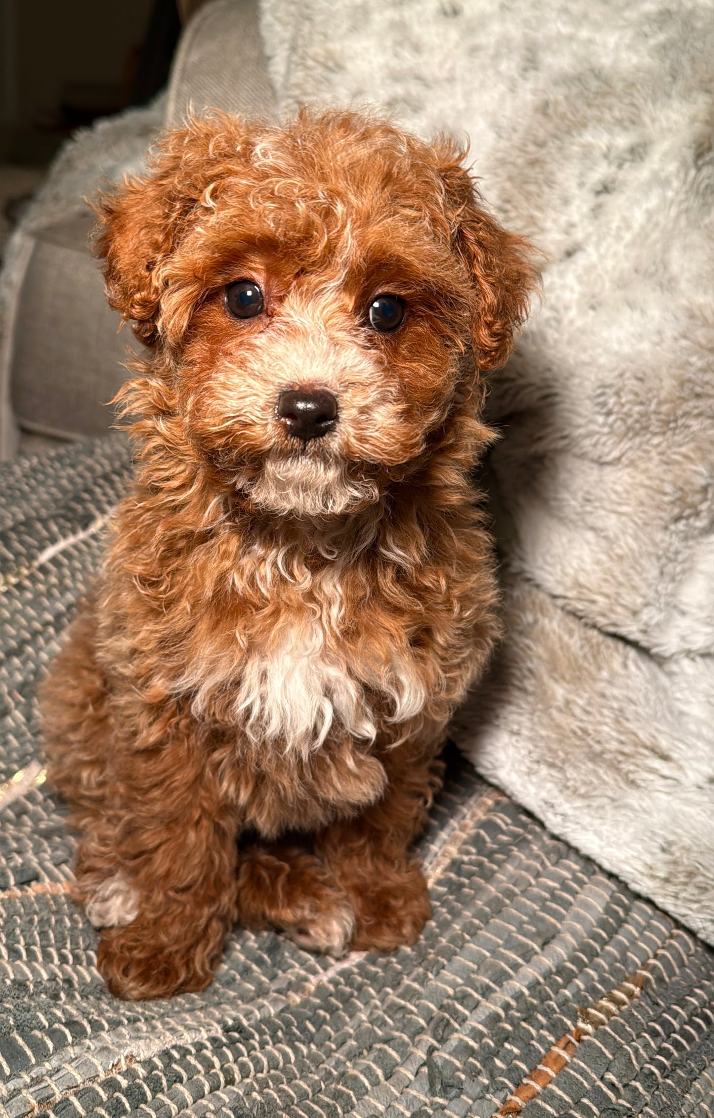 Bean (CKC Reg. Toy Poodle)