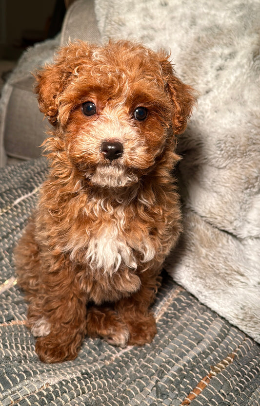 Bean (CKC Reg. Toy Poodle)