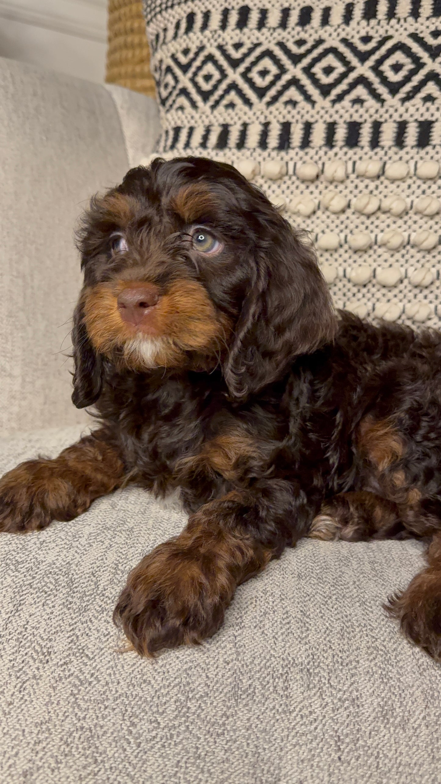 Heath(Cavapoo)