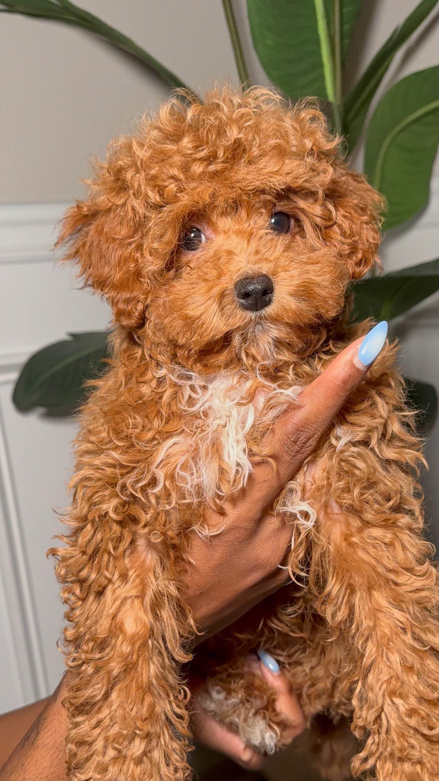 Willow(Toy Shihpoo)