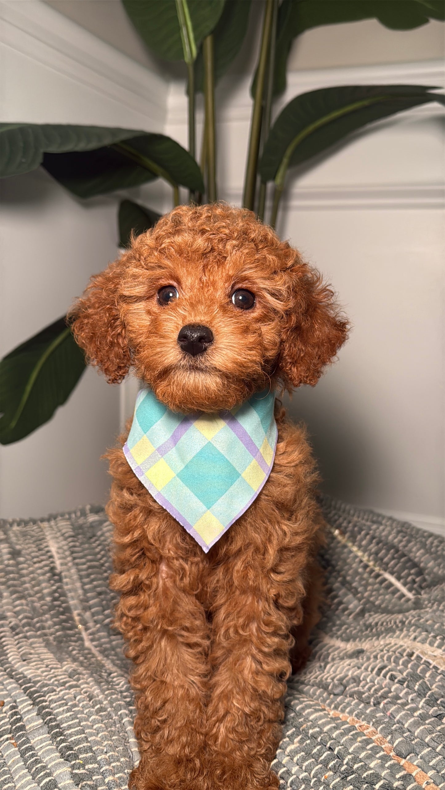 Megan (Female Mini Poodle)