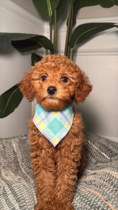 Megan (Female Mini Poodle)