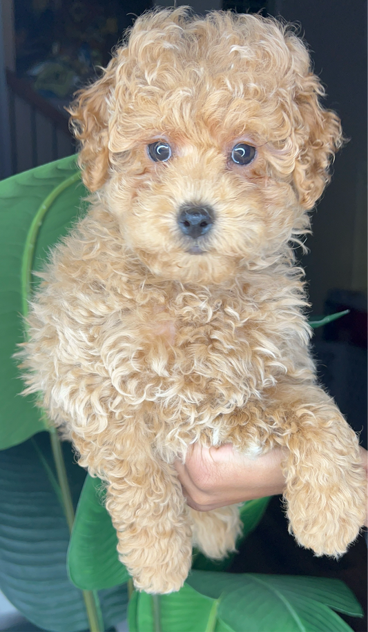 Parker(Poochon)