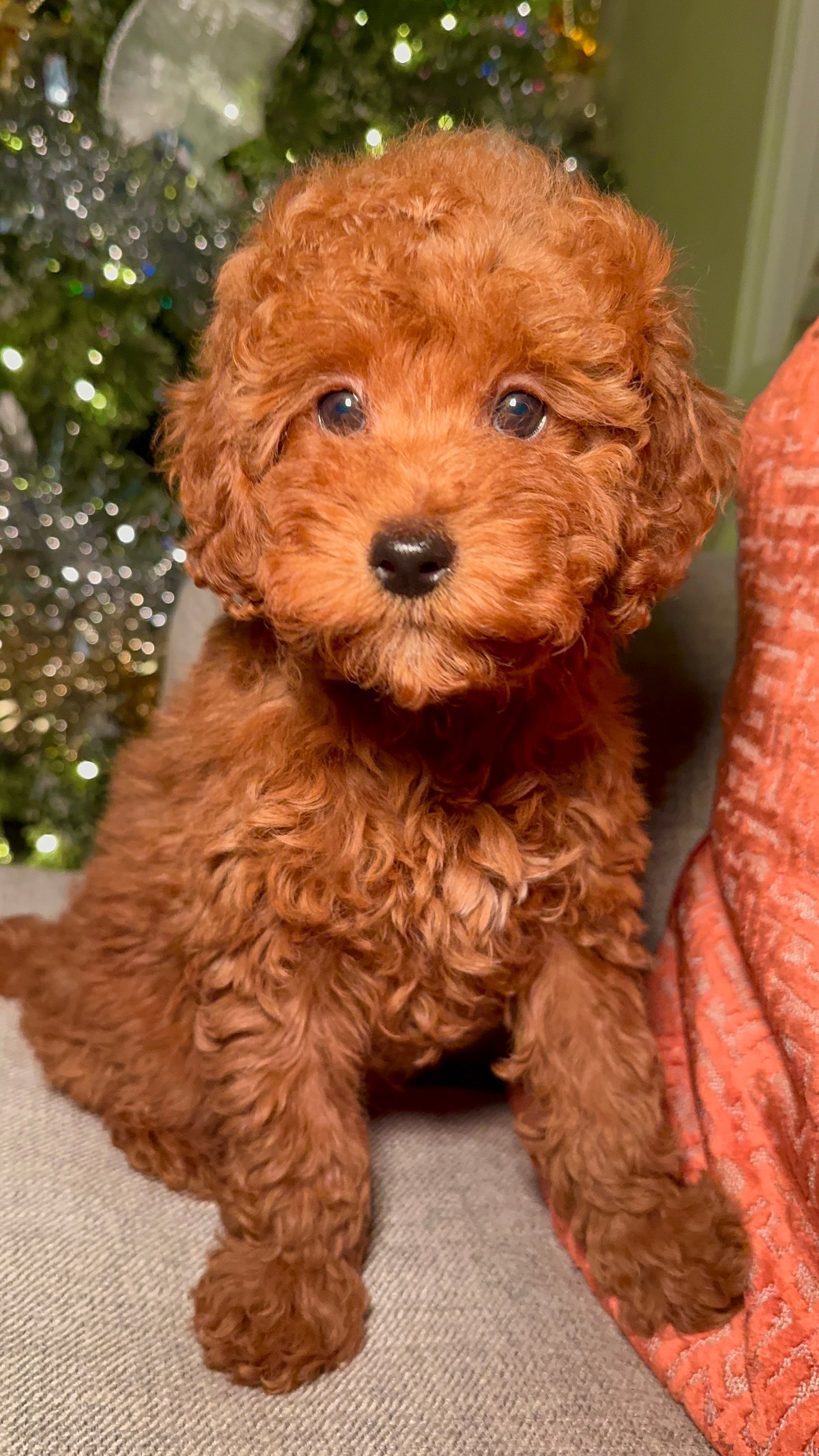 Eva (ACA Reg. Mini Poodle)