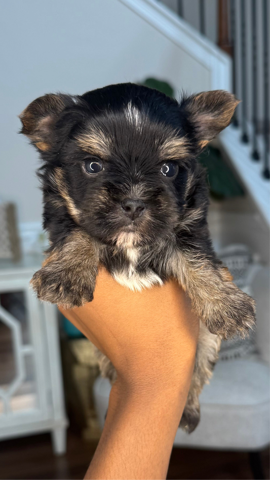 Tyson (Yorkshire Terrier)