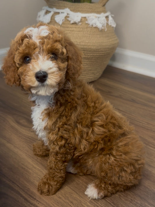 Buzz (AKC Reg Mini Poodle)