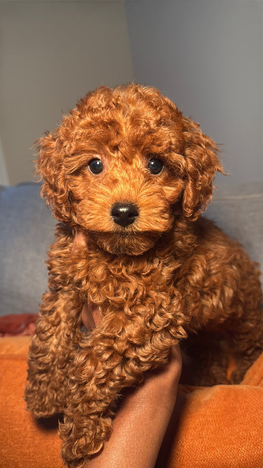Boss (Toy Poodle)