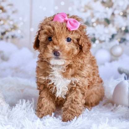 Autumn(Mini Poodle)