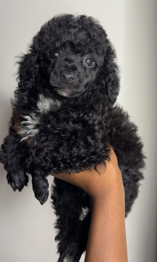 Niko (AKC Registered Toy Poodle)