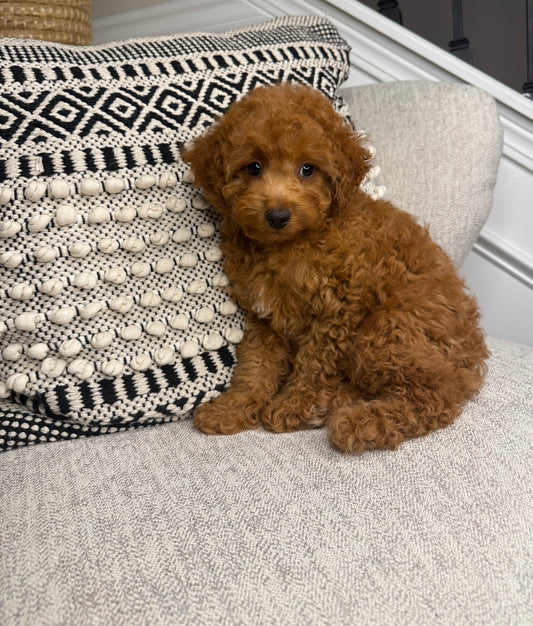Kenzo (Mini Poodle)