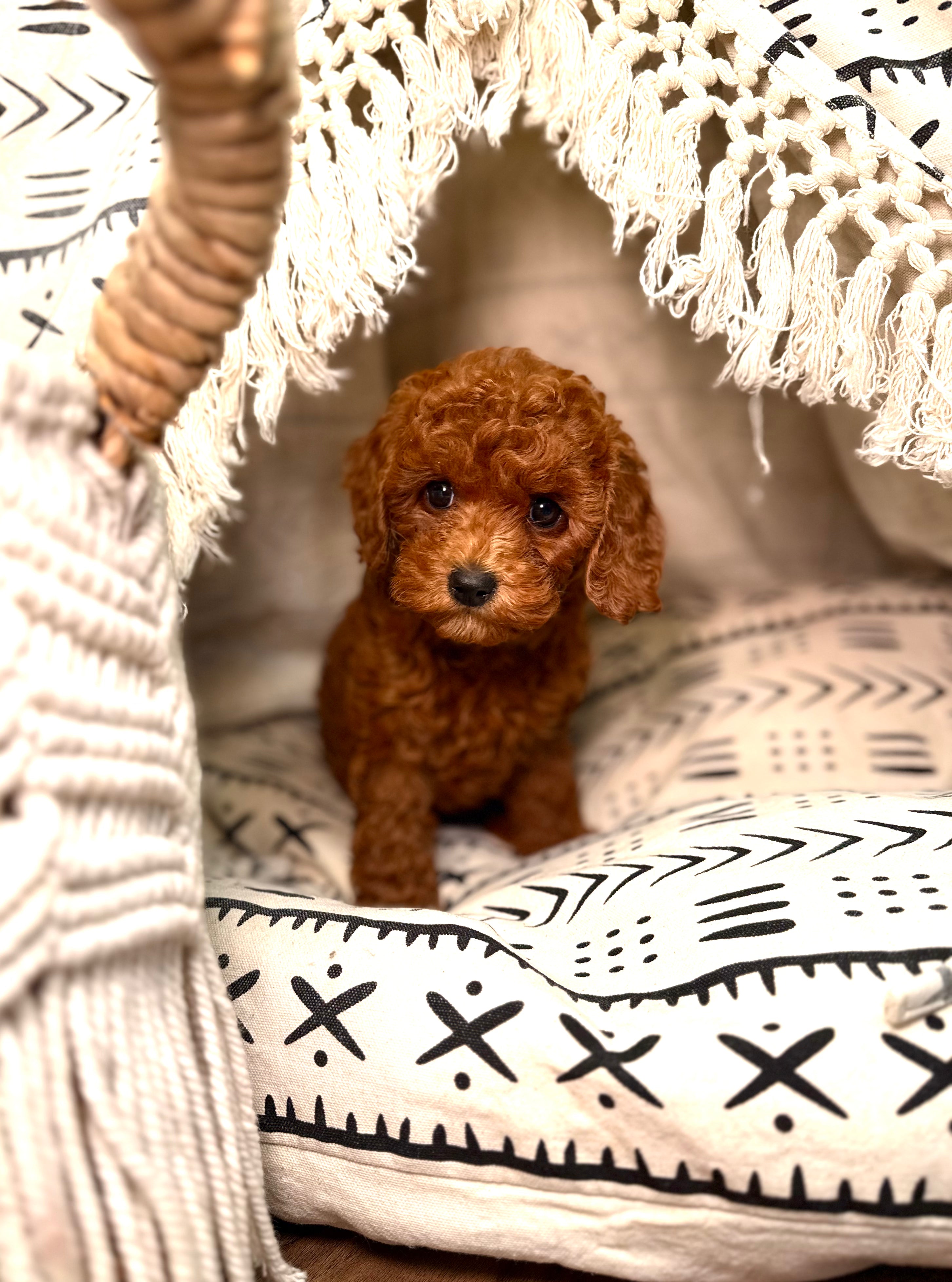 Deja (ACA Reg.Toy Poodle) – Cute Puppies ATL