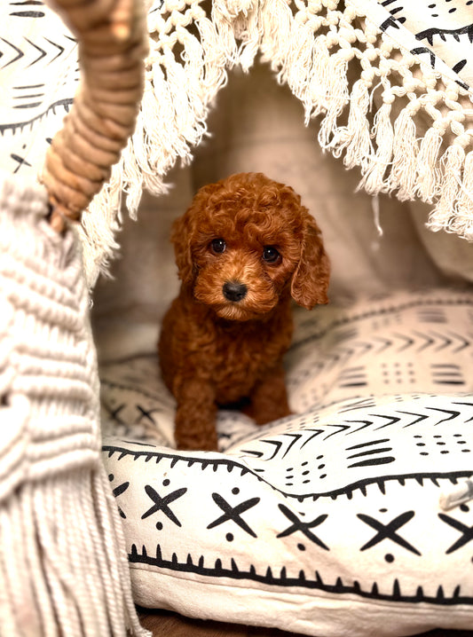 Deja (ACA Reg.Toy Poodle)