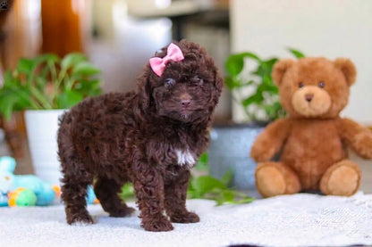 Koko (Female Mini Poodle)