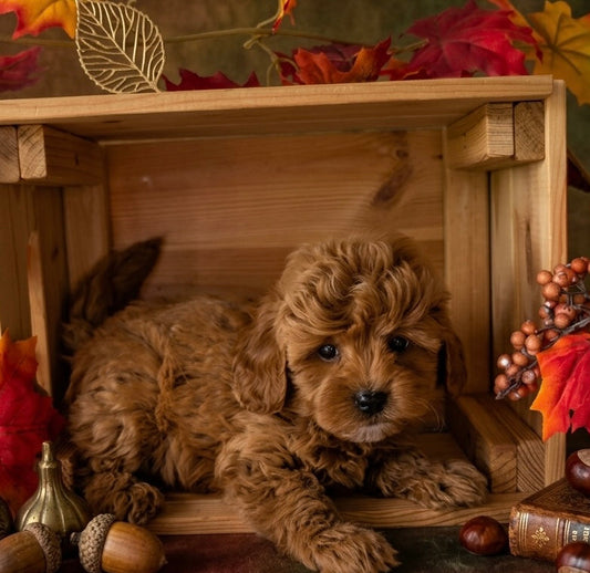 Shilo (Toy Shihpoo)