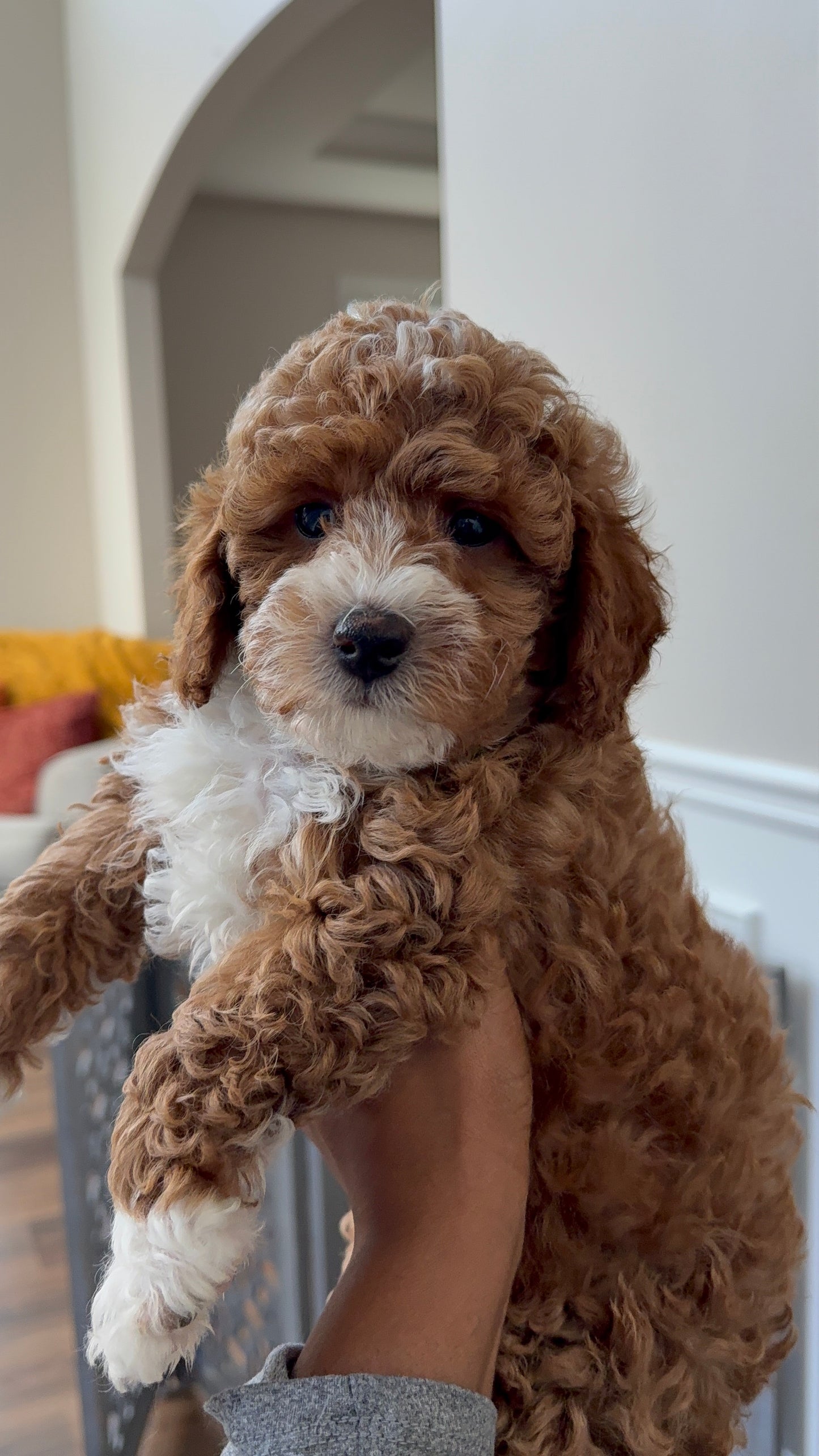 Lenny (Mini Poodle AKC REG)