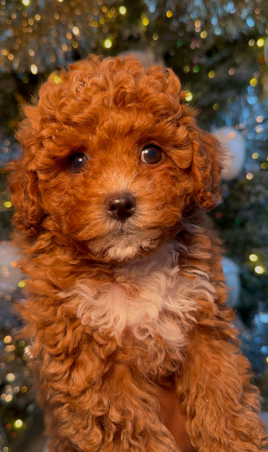 Weston(Toy Shihpoo)