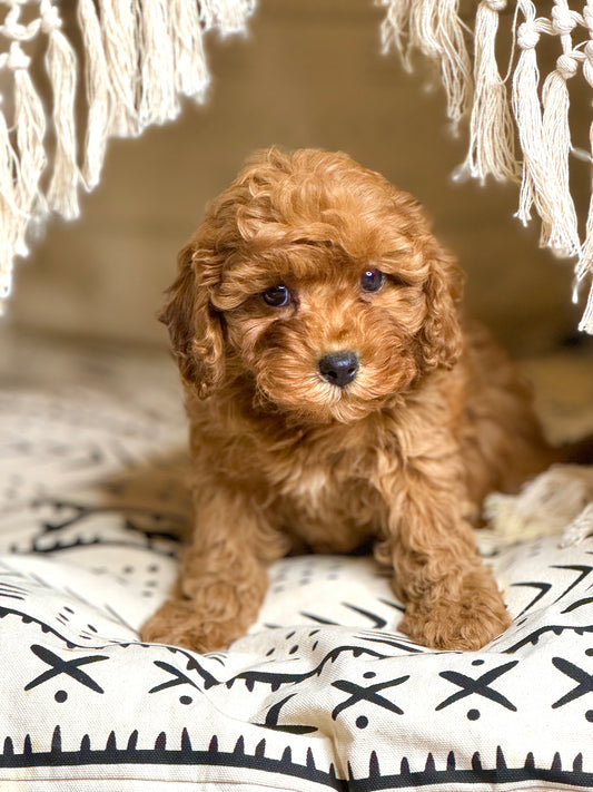 Cleah(Cavapoo)