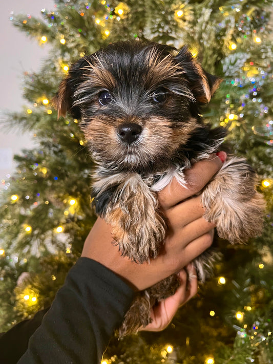 Macho (Yorkie)