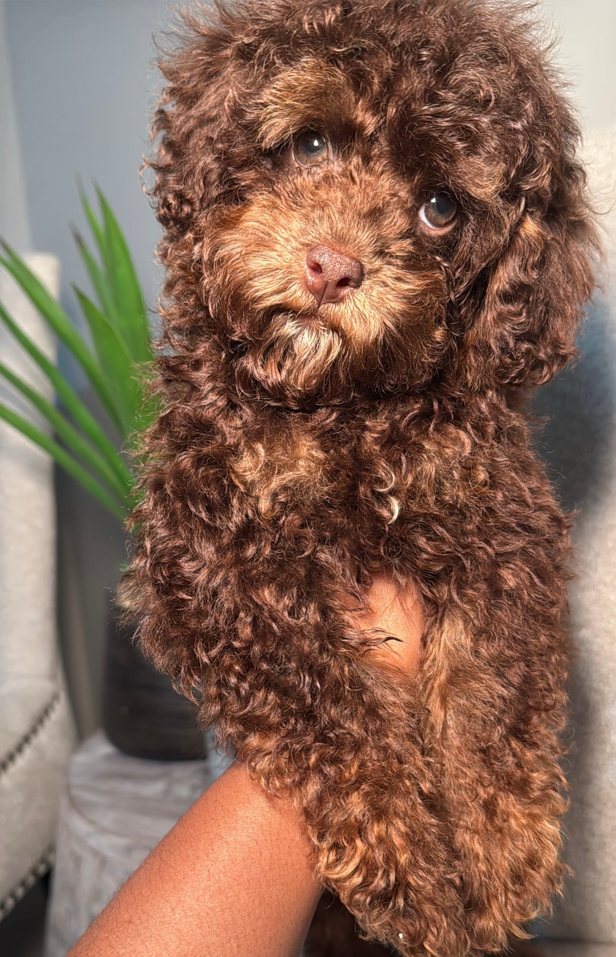 Chauncey (Toy Shihpoo)