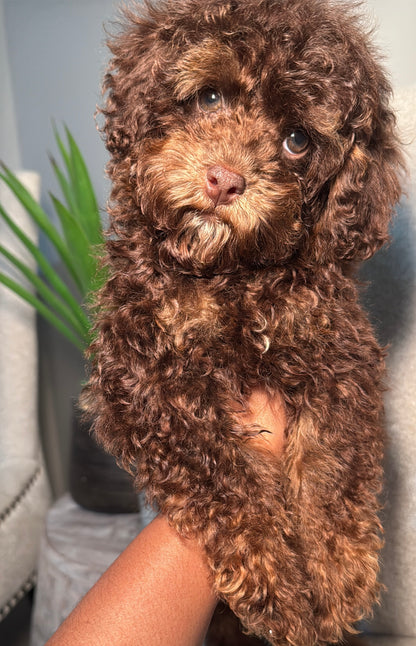 Chauncey (Toy Shihpoo)