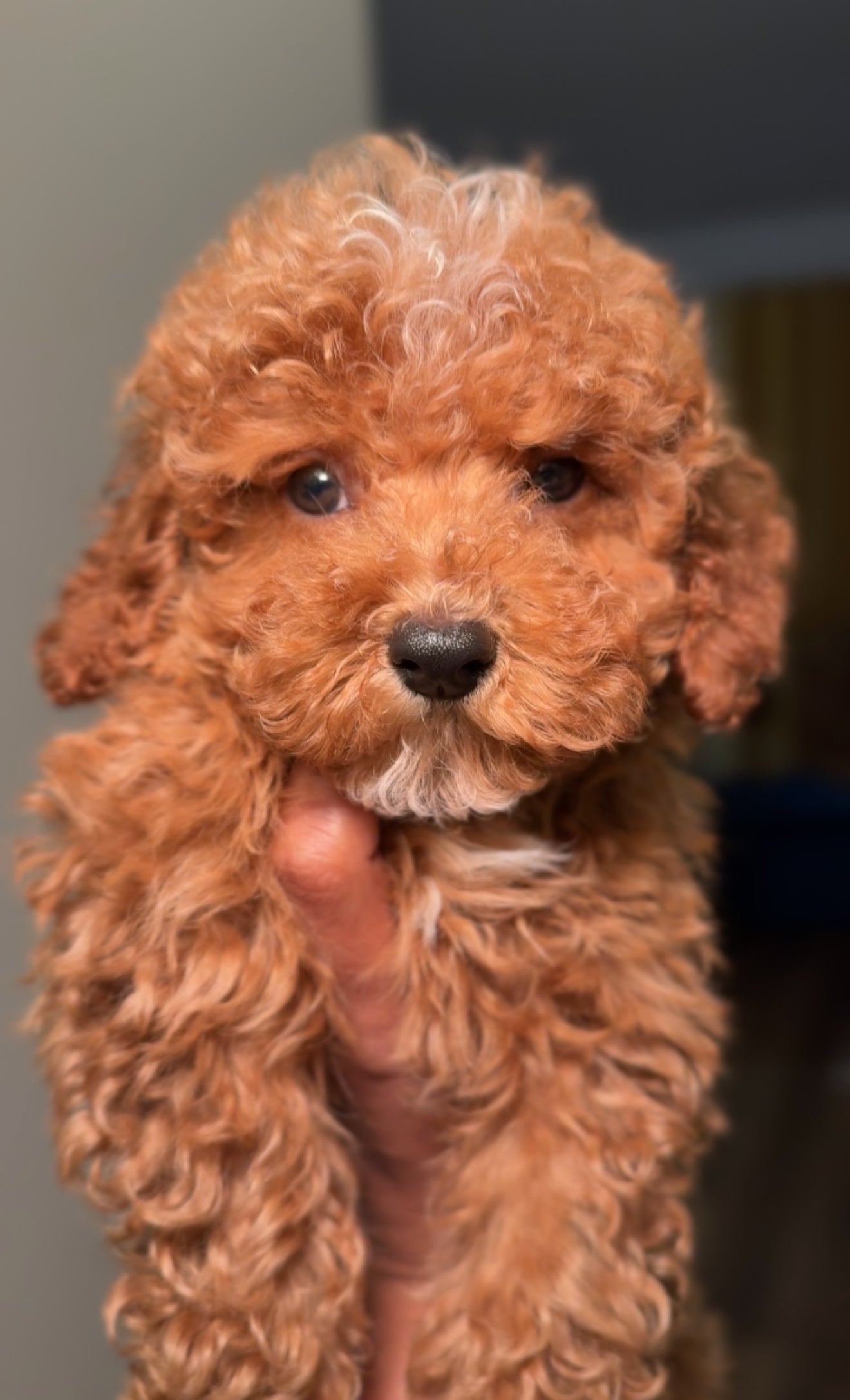 Charli (AKC Reg. Female Toy Poodle)