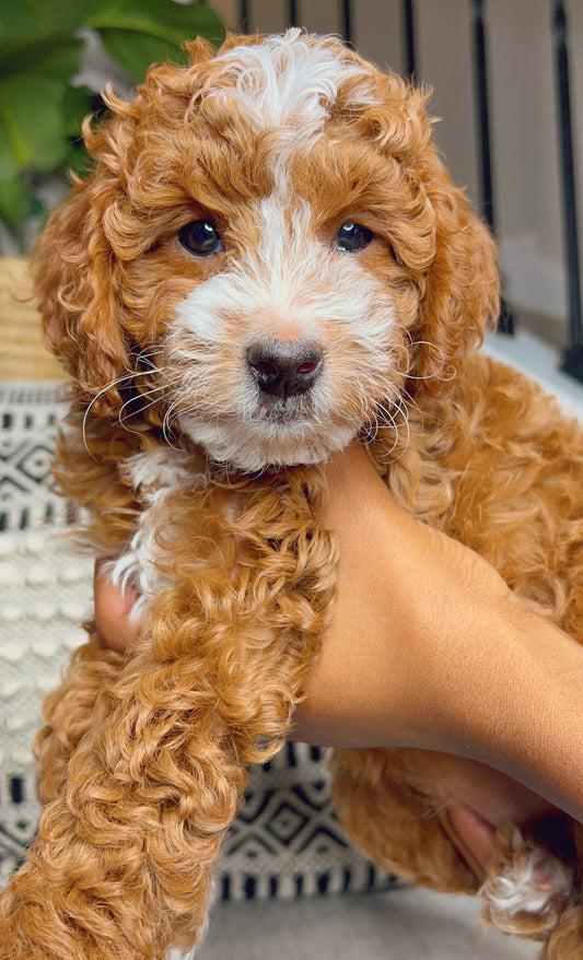 Genesis (Cavapoo)