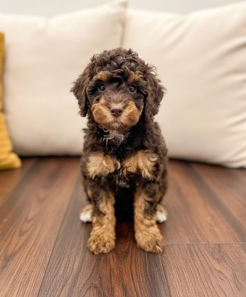 Buff (ACA Reg. Mini Poodle)