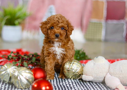 Hollie ICA Reg. (Toy Poodle)