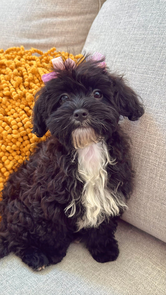 Ms.Snuggles (Shihpoo)