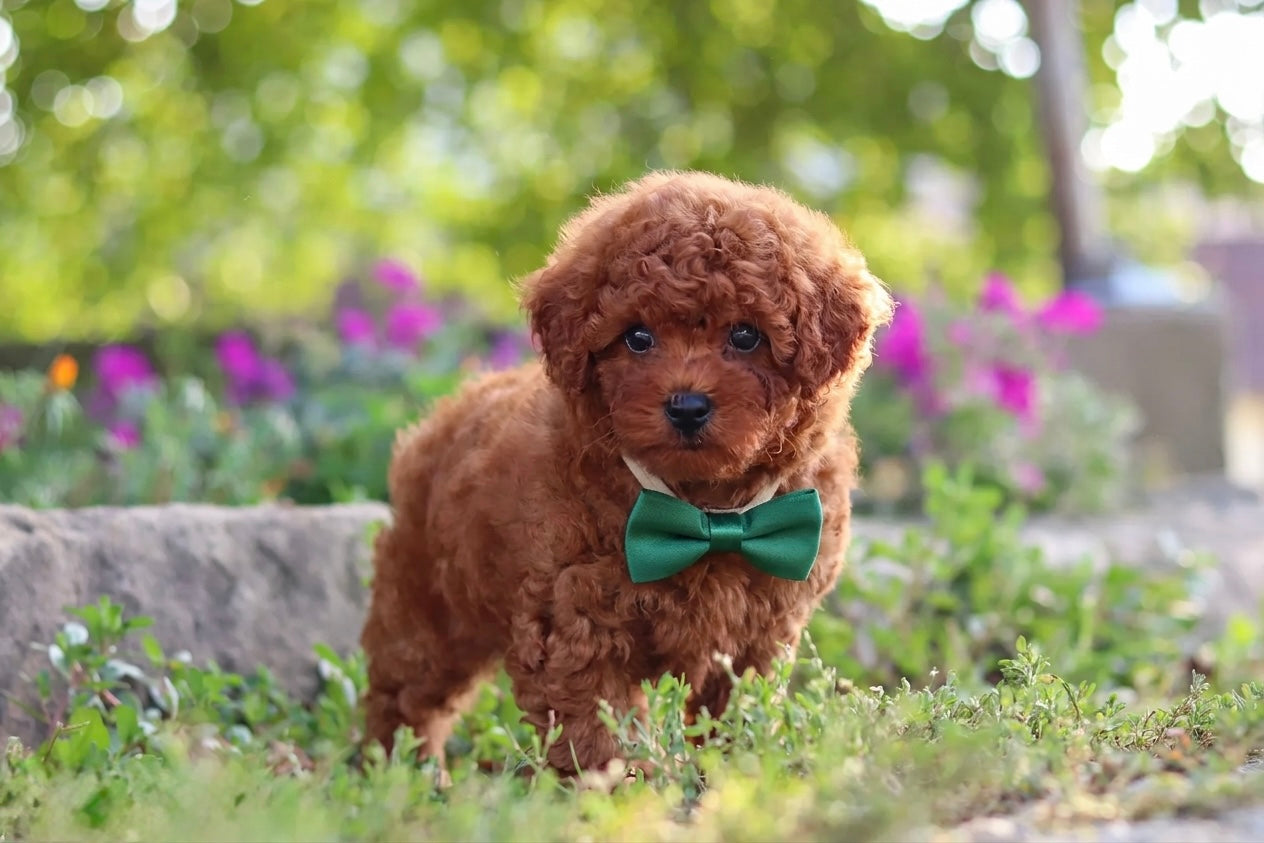 Noble (Toy Poodle)