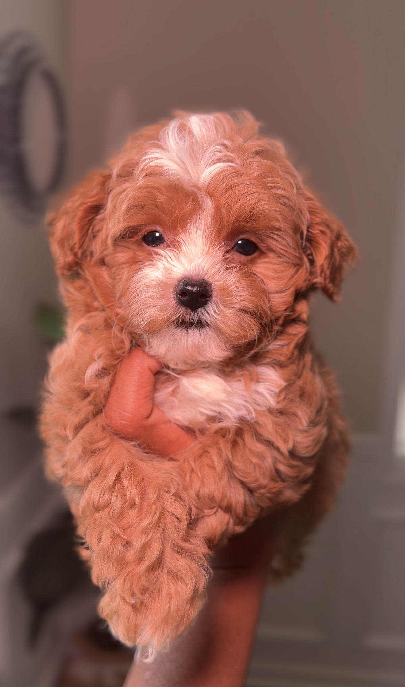 Carmelo (Toy Shihpoo)