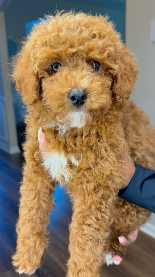 Rocky (AKC Reg Mini Poodle)