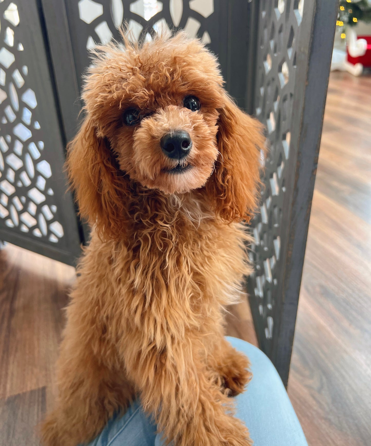 Remy(AKC Toy Poodle)