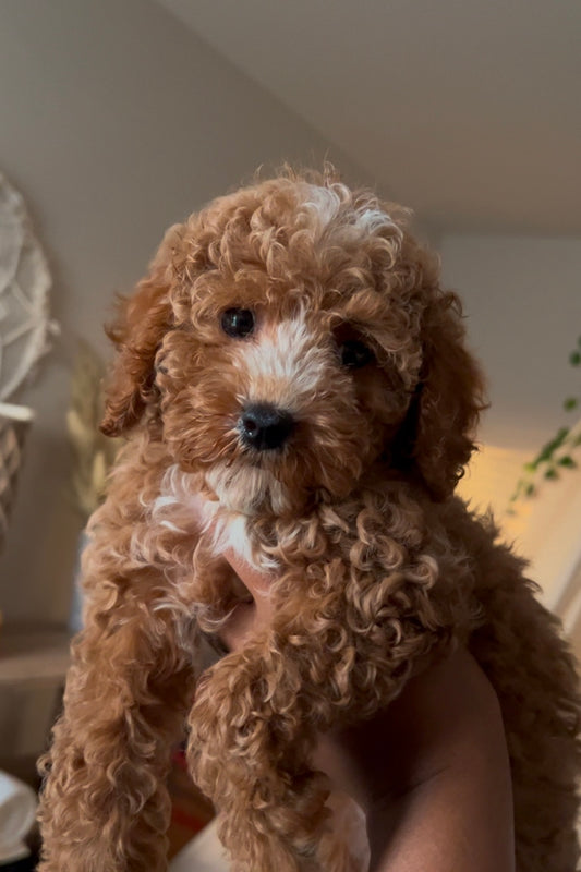 Macy (Mini Poodle)