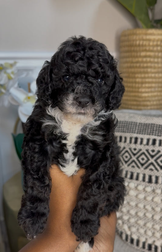 Ocho (Cockapoo)