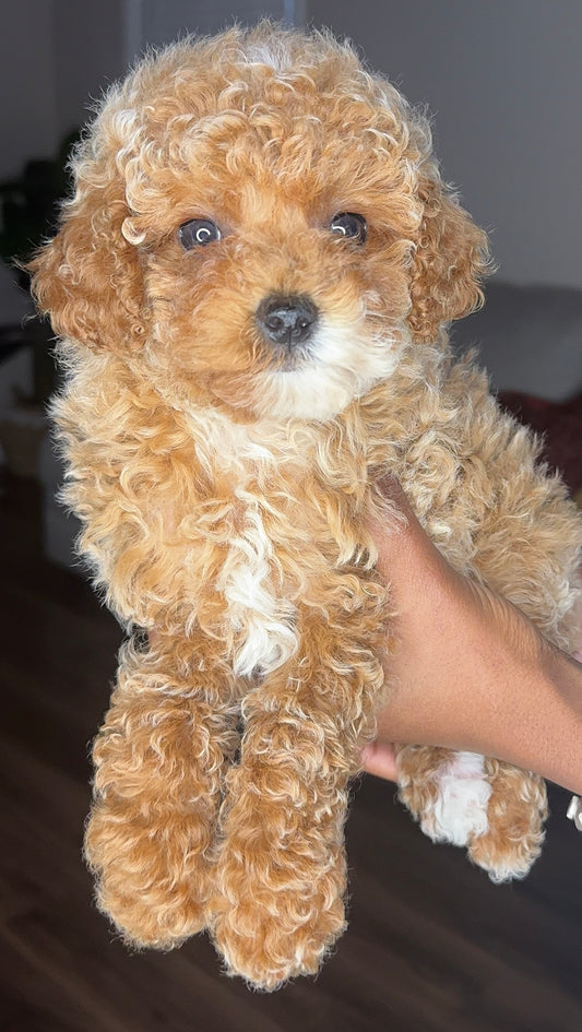 Mariah (CKC Reg. Mini Poodle)