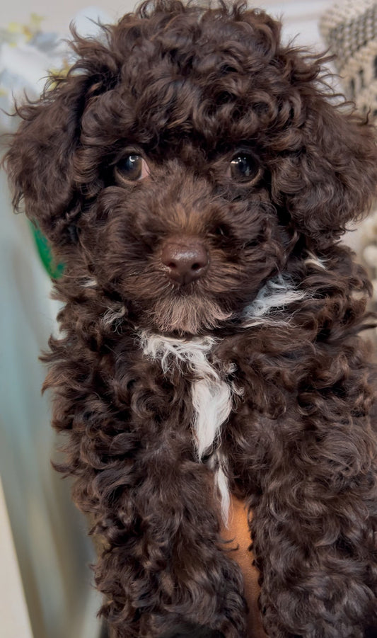 Kamri (Toy Poodle)