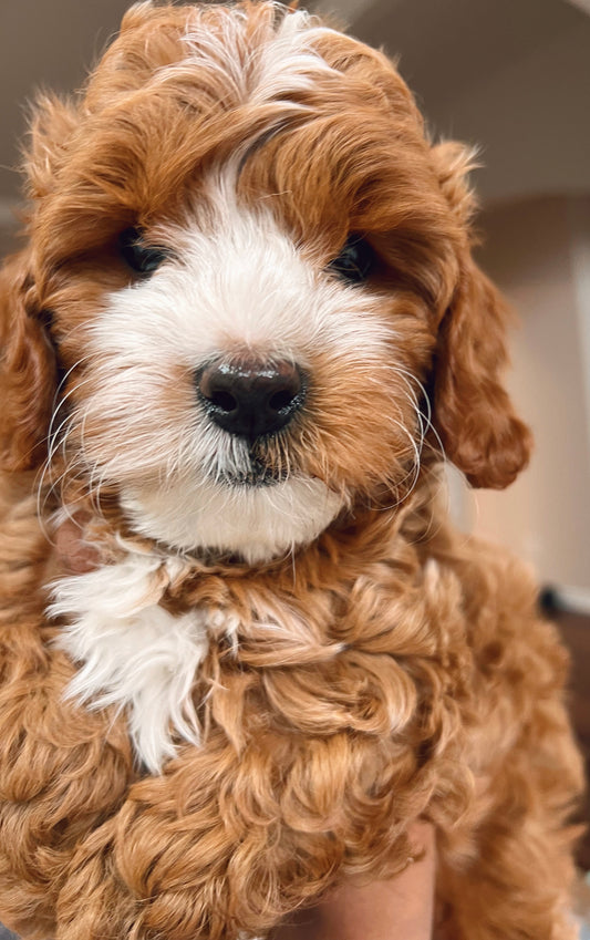 Psalm (Cavapoo)