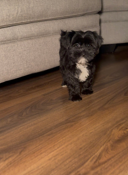 Xena (Yorkshire Terrier)