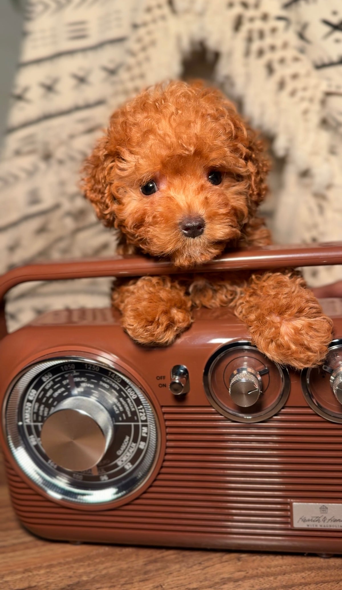 Kobi (Teacup Maltipoo)