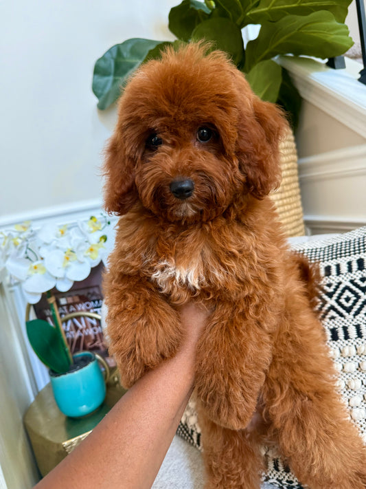 Reuben (Cavapoo)