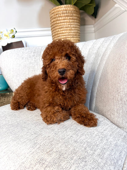 Marlon (Mini Goldendoodle)