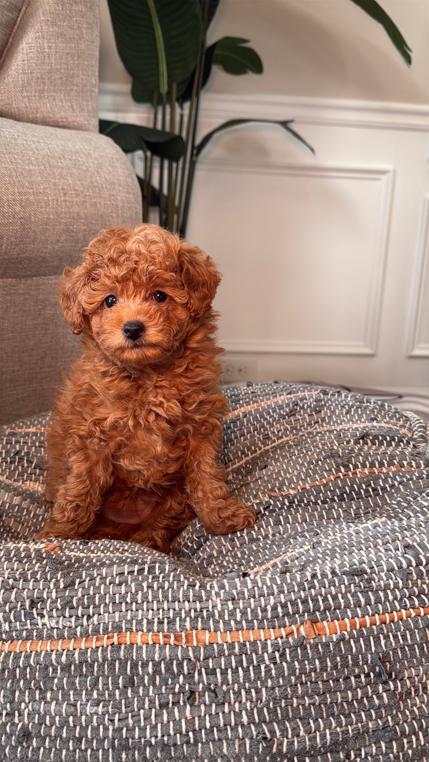 Karli (Female Toy Poodle)
