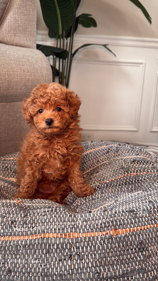 Karli (Female Toy Poodle) (Copy)