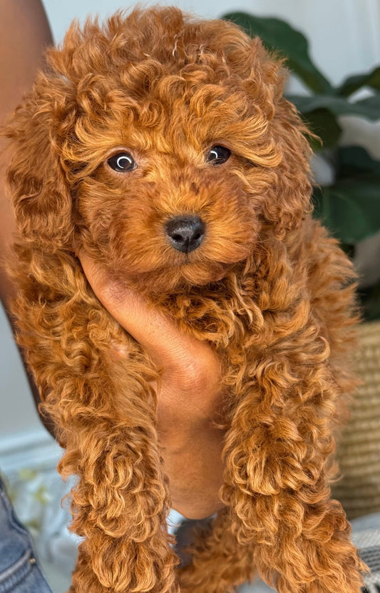 Kenya(Toy Poodle)