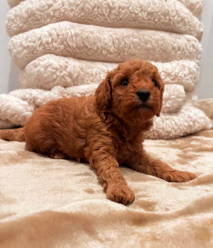 Brooks (Toy Poodle)