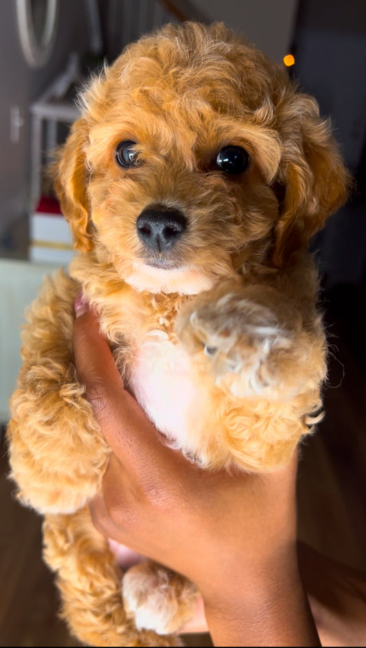 Missy (Cavapoo)